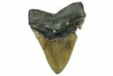 Serrated, Fossil Megalodon Tooth - North Carolina #331087-2